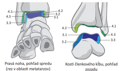 Anatómia ľudskej nohy so zameraním na achilovu šľachu a členkový kĺb