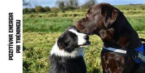 Pes a majiteľ pri tréningu