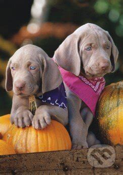 Šteniatko weimarského stavača hrajúce sa s hračkou.