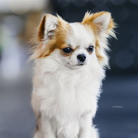 Čivava s dlouhou srstí