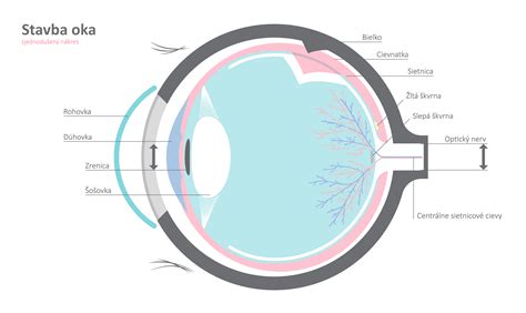 Schéma psieho oka s označením častí