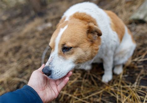 Pes přátelsky olizující ruku pacienta