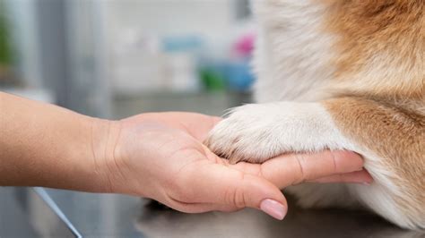 Pes očucháva svoju labku