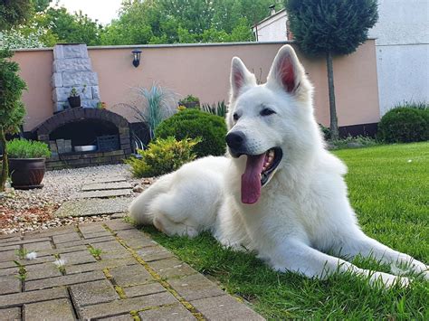 Biely švajčiarsky ovčiak v interiéri