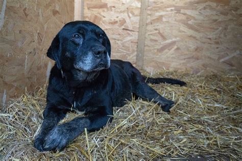 Ilustrácia králika, ktorý sa stavia na zadné labky