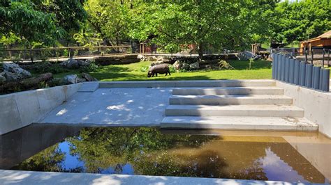 Fotografia zakrpateného králika v priestrannom výbehu