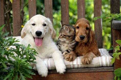 Pes a mačka pri spoločnom kŕmení