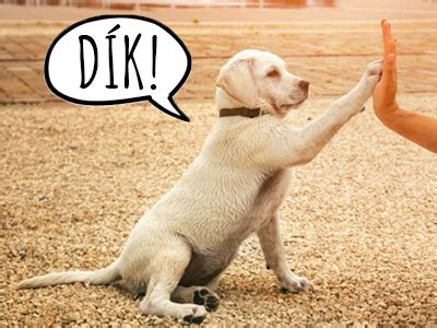 Porovnanie reči tela psa a mačky