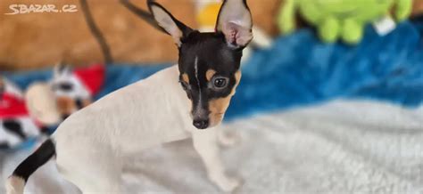 Šteňa amerického toy foxteriéra