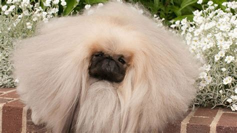 História pekingského palácového psíka v čínskych palácoch