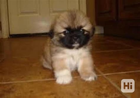 Šteniatko pekingského palácového psíka