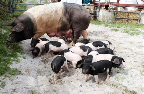 Rôzne plemená ošípaných