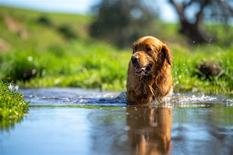 pes na rehabilitačnom páse vo vode