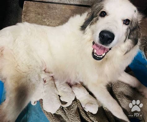 Šteniatka Pyrenejského horského psa