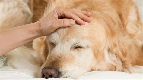 Starší pes s problémami so zrakom