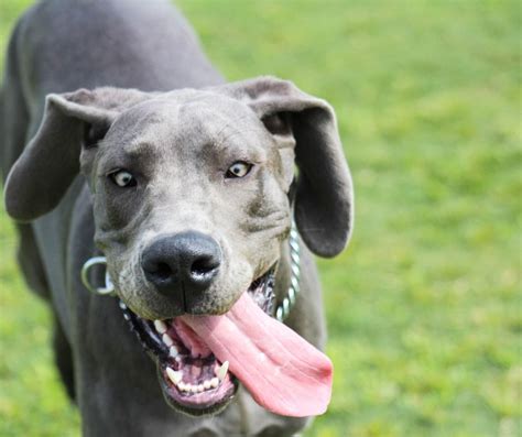 šťastné psy hrajúce sa spolu