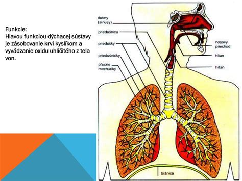 Schéma dýchacej sústavy psa