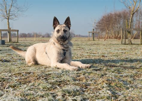 Holandský ovčiak pri výcviku