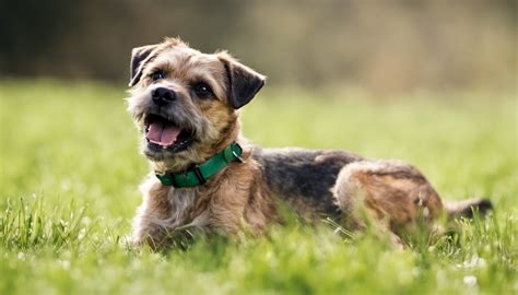 Pes border teriér v prírode