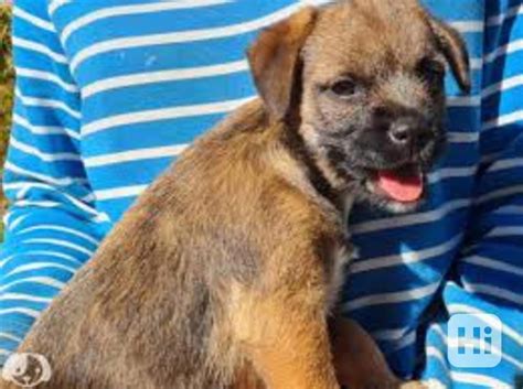 Šteňa border teriéra