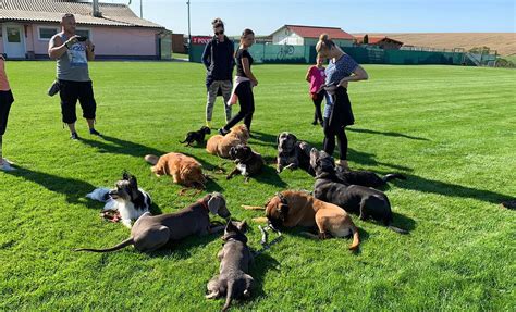 Školy pre výcvik psov