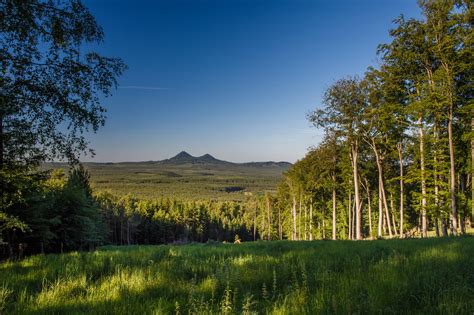 Ilustrácia psa s reflexným obojkom v lese