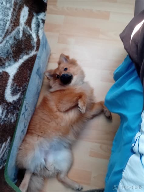 Česanie srsti nemeckého špica