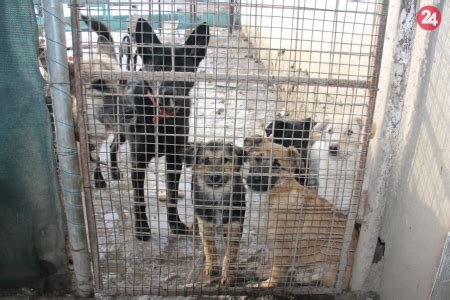 Psíky vo voliérach útulku