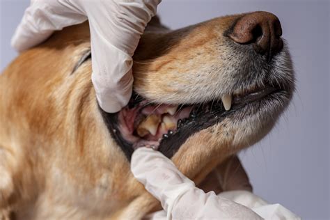 Pes s nánosom zubného kameňa