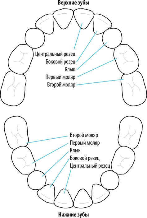 Schéma vývoja chrupu psa