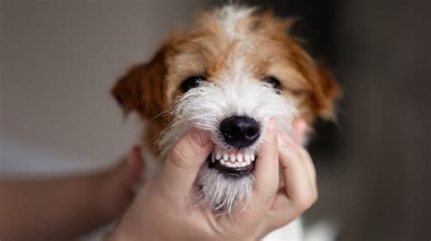 Pes s kefkou na zuby