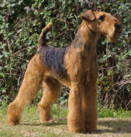 Airedalský teriér pri tréningu