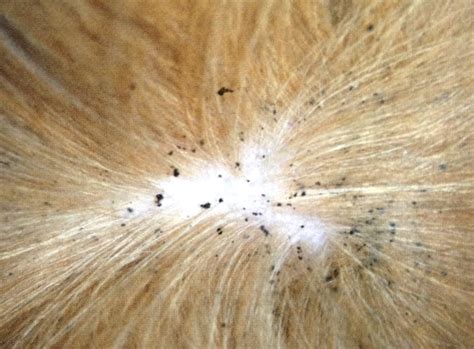 Blší trus v srsti psa