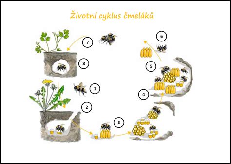 Cyklus života kliešťa