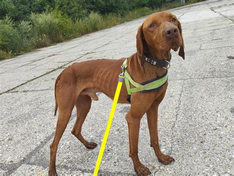 História a pôvod maďarskej vyžly