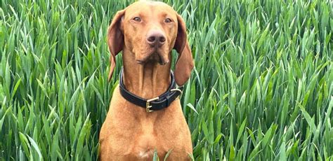 Interakcia maďarskej vyžly s rodinou