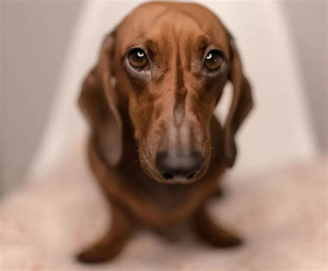 Pes ako symbol vernosti a ochrany