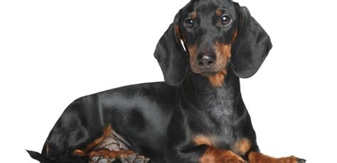 Ilustrácia jazvečíka s charakteristickým dlhým telom a krátkymi nohami