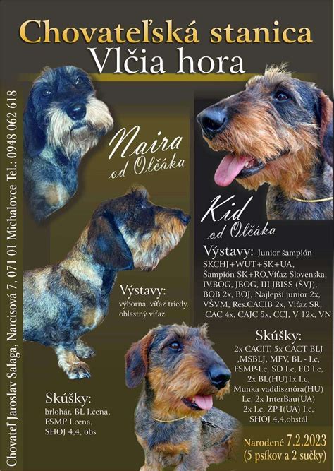 Infografika porovnávajúca veľkosti štandardného, trpasličieho a králičieho jazvečíka