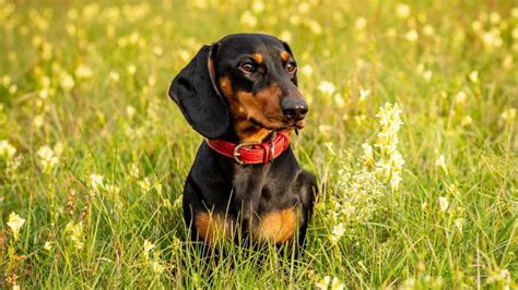 Štýlový nemecký jazvečík pri love