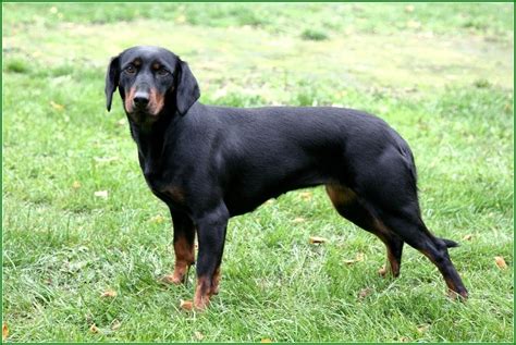 Slovenský kopov v akcii