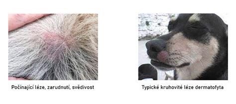 Veterinár vykonávajúci kožný zoškrab u psa