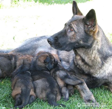 šteniatko nemeckého ovčiaka a labradorského retrívera