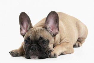 Tabuľka s porovnaním vlastností rôznych plemien psov (francúzsky buldoček by bol jednou z položiek)