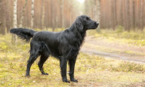 Flat Coated Retriever hrajúci sa vo vode