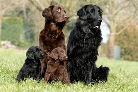 Štítok s informáciami o plemene Flat Coated Retriever