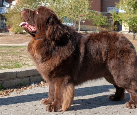 Novofundlandský pes v hnedej farbe