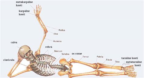 Nákres kostry a končatín bavorského farbiara