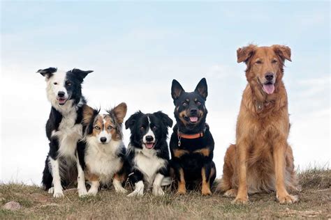 Prehľad plemien vhodných do exteriéru