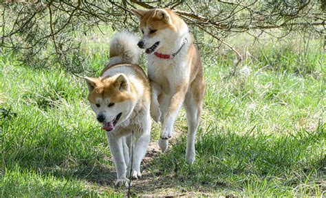 Šteňa Akity Inu pri výcviku